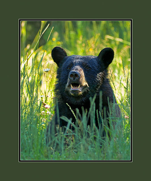 Black Bear